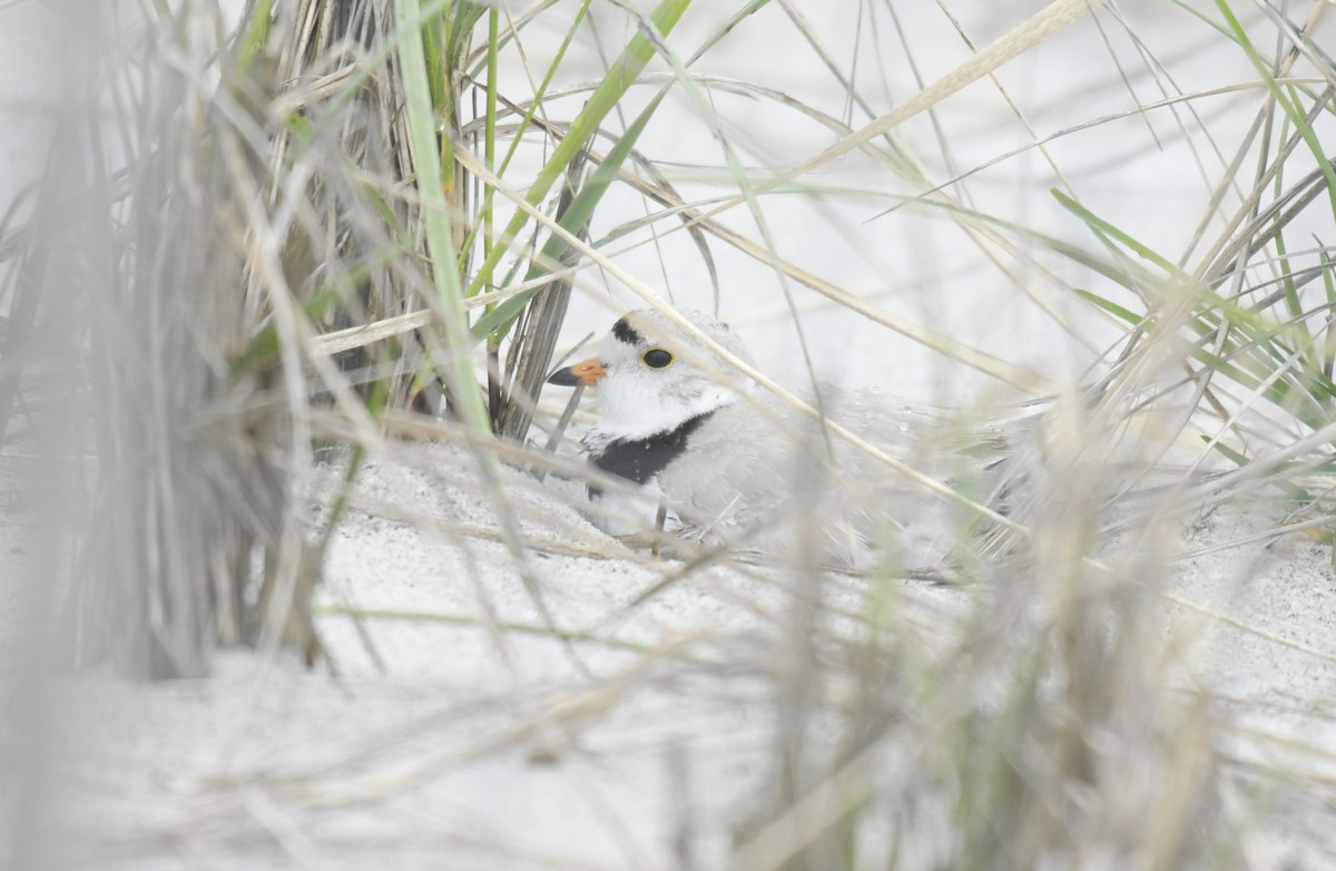 Flötenregenpfeifer - ML636595275