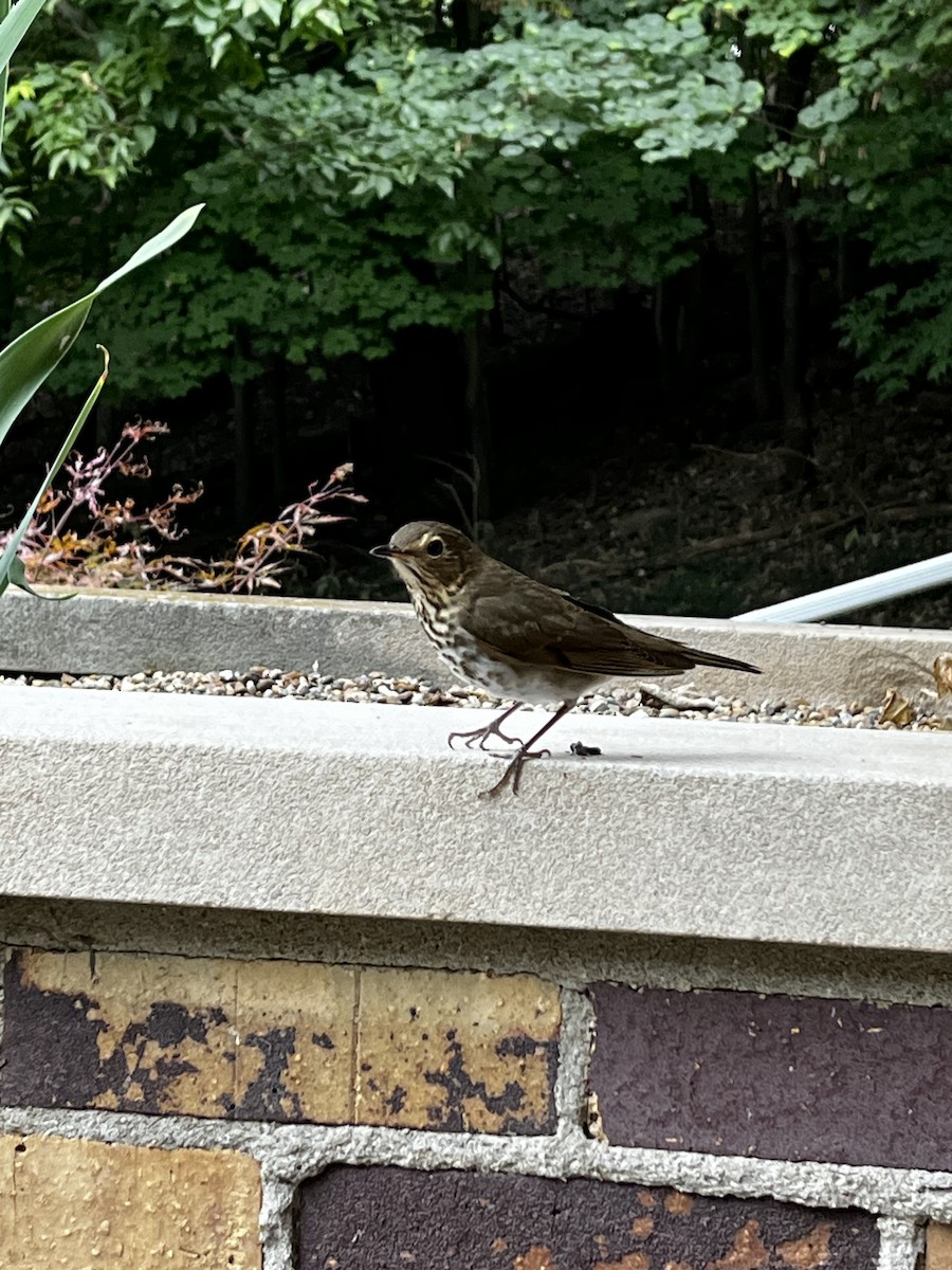 Swainson's Thrush - ML636595304