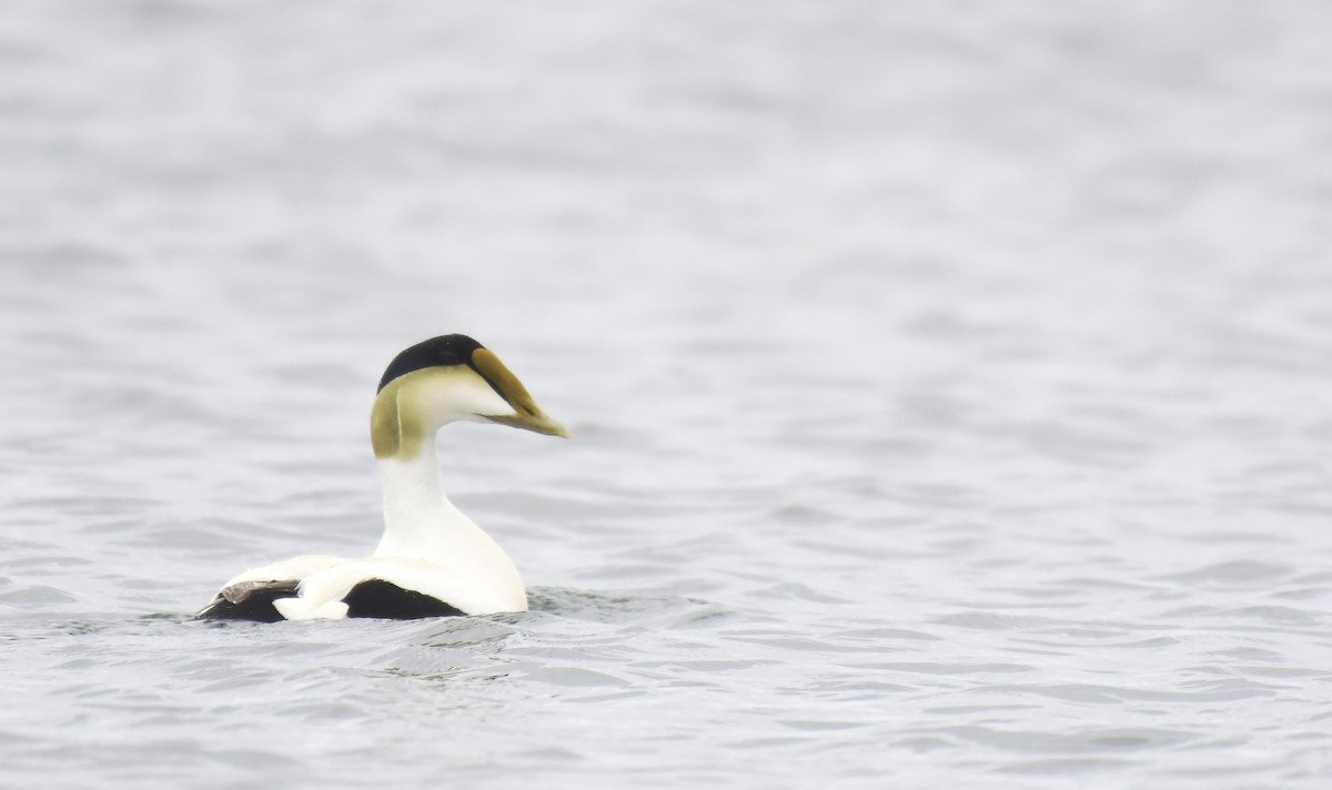 Eiderente - ML636595327