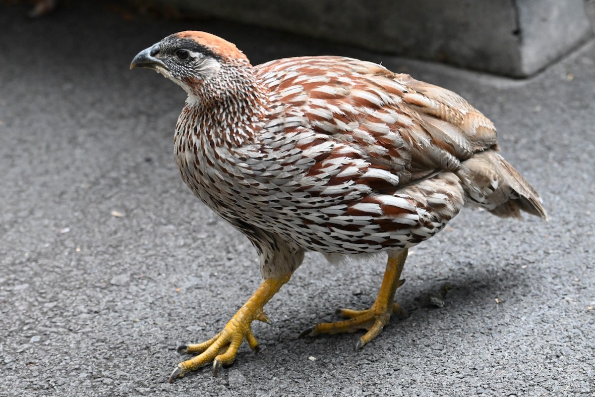 クロガオシャコ - ML636595418