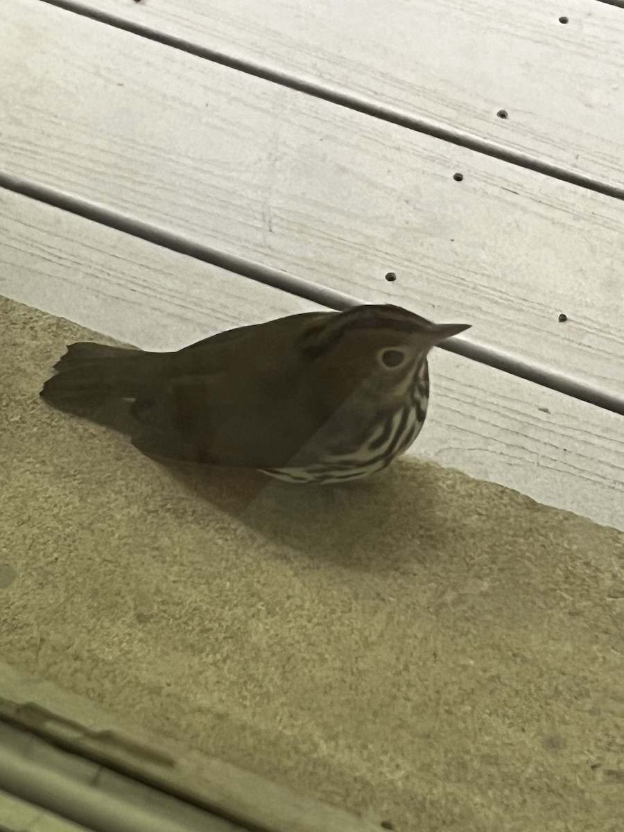 Ovenbird - ML636595427