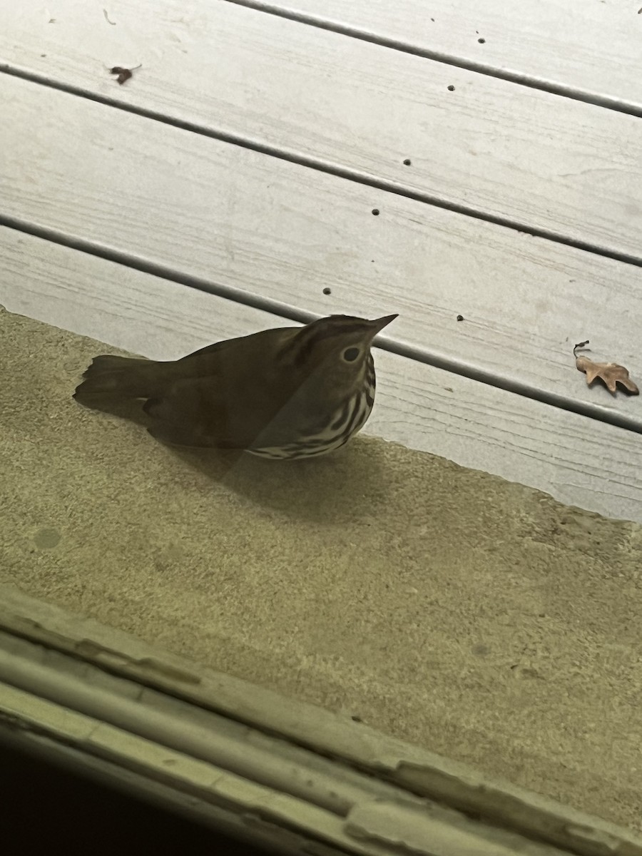 Ovenbird - ML636595428