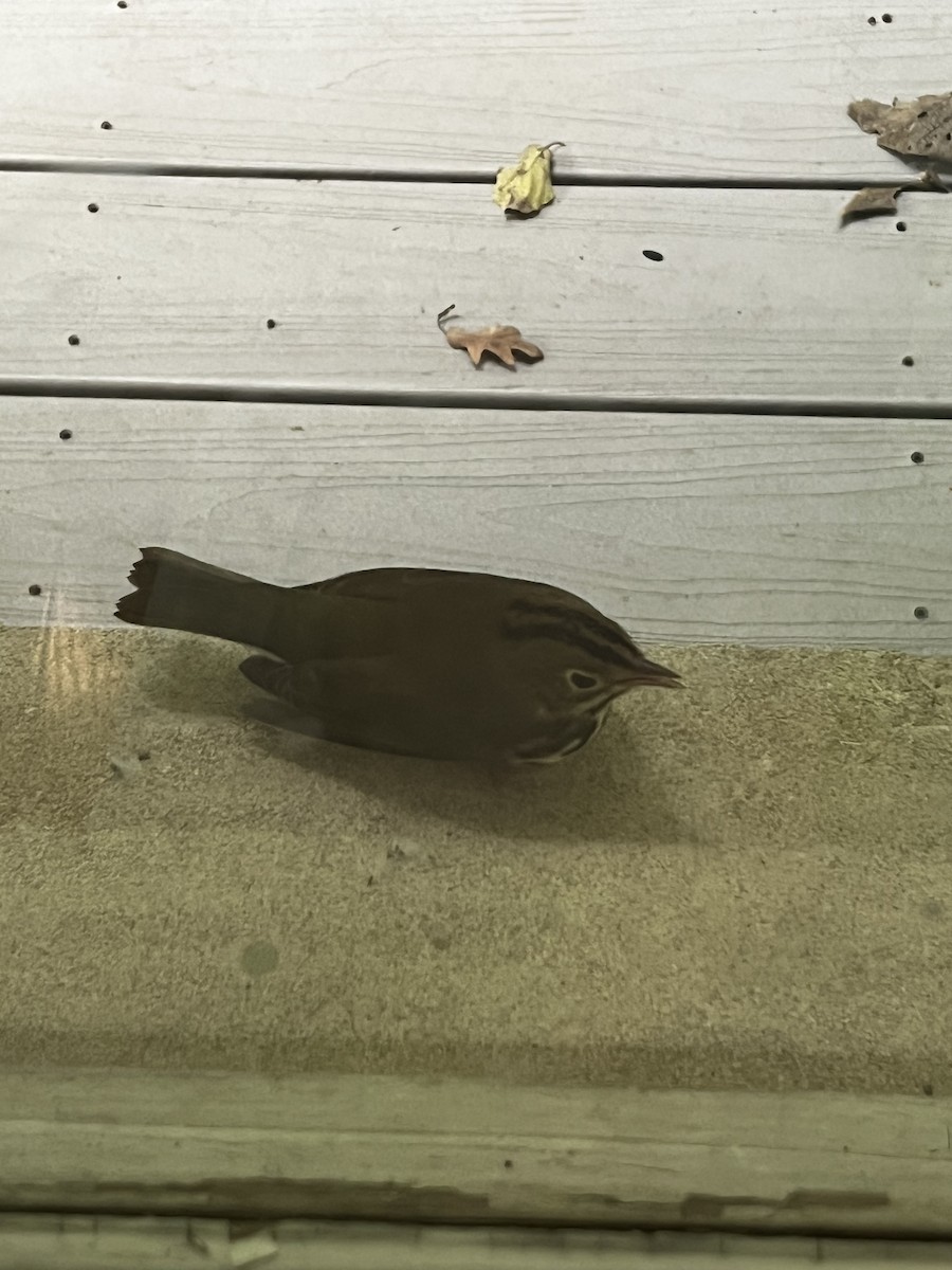 Ovenbird - ML636595429