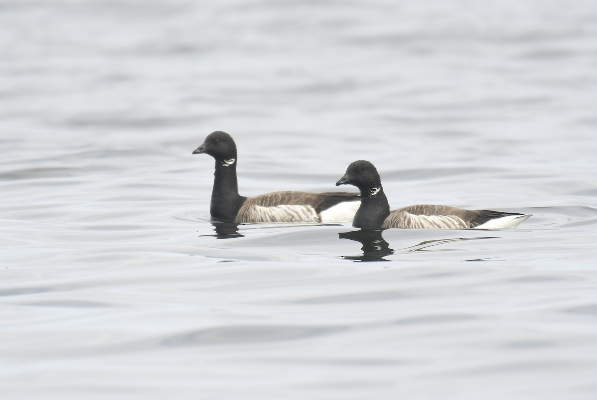 Ringelgans - ML636595539