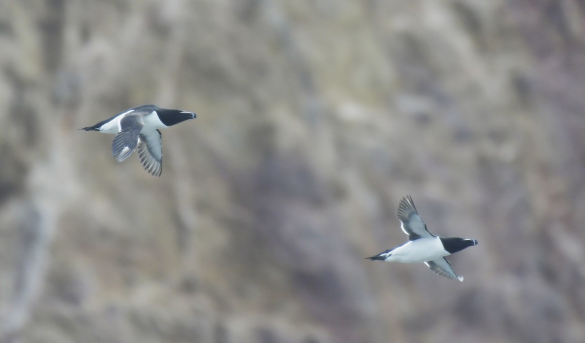 Tordalk - ML636595546