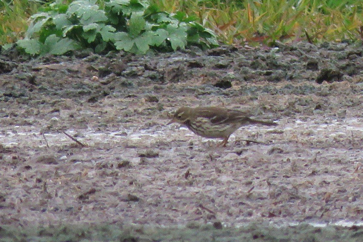 Siberian Pipit - ML636595602