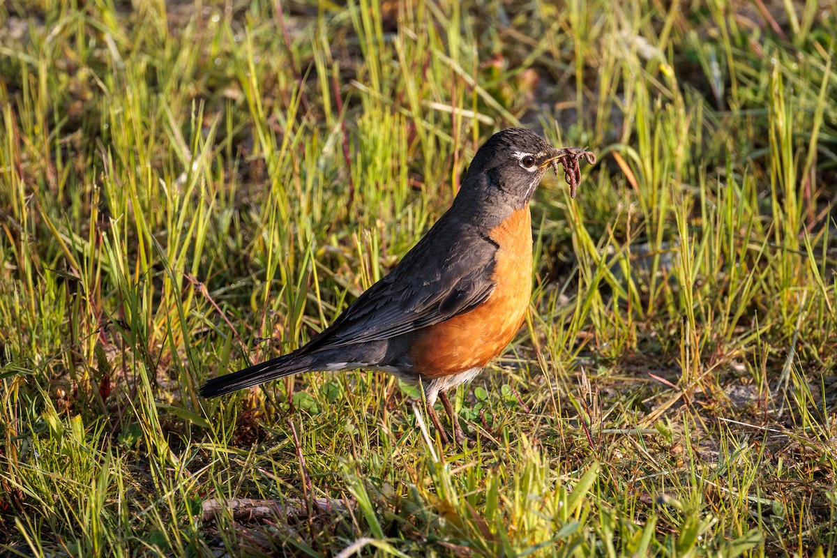 American Robin - ML636595787