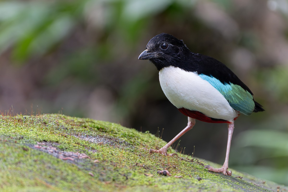 Ivory-breasted Pitta (Ivory-breasted) - ML636595834