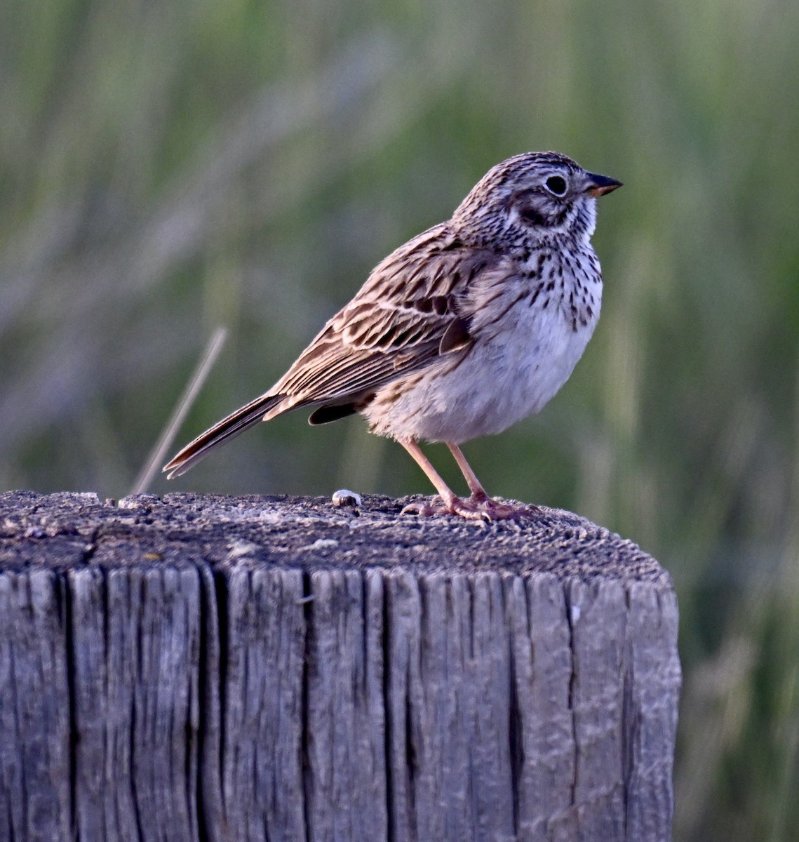 Vesper Sparrow - ML636595887