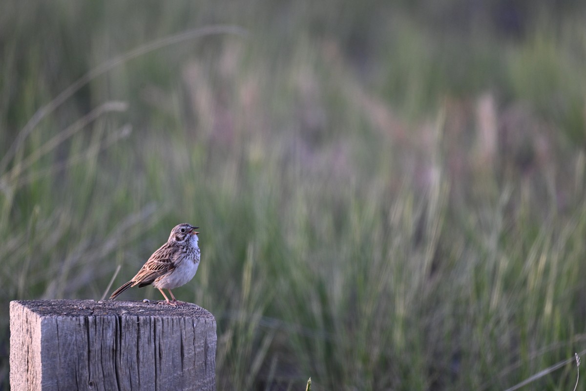 Vesper Sparrow - ML636595889