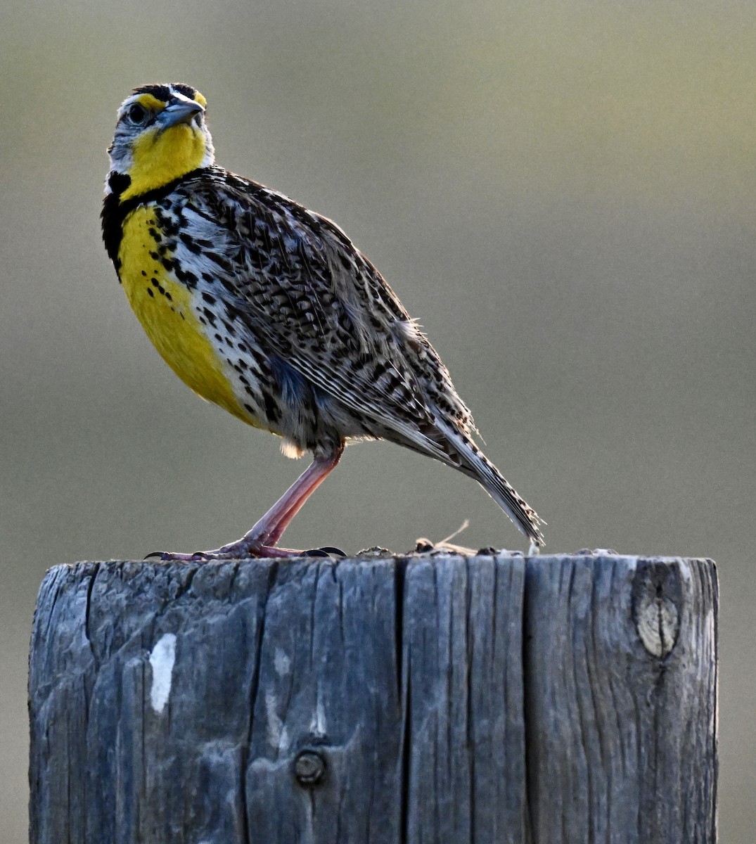 Western Meadowlark - ML636595907