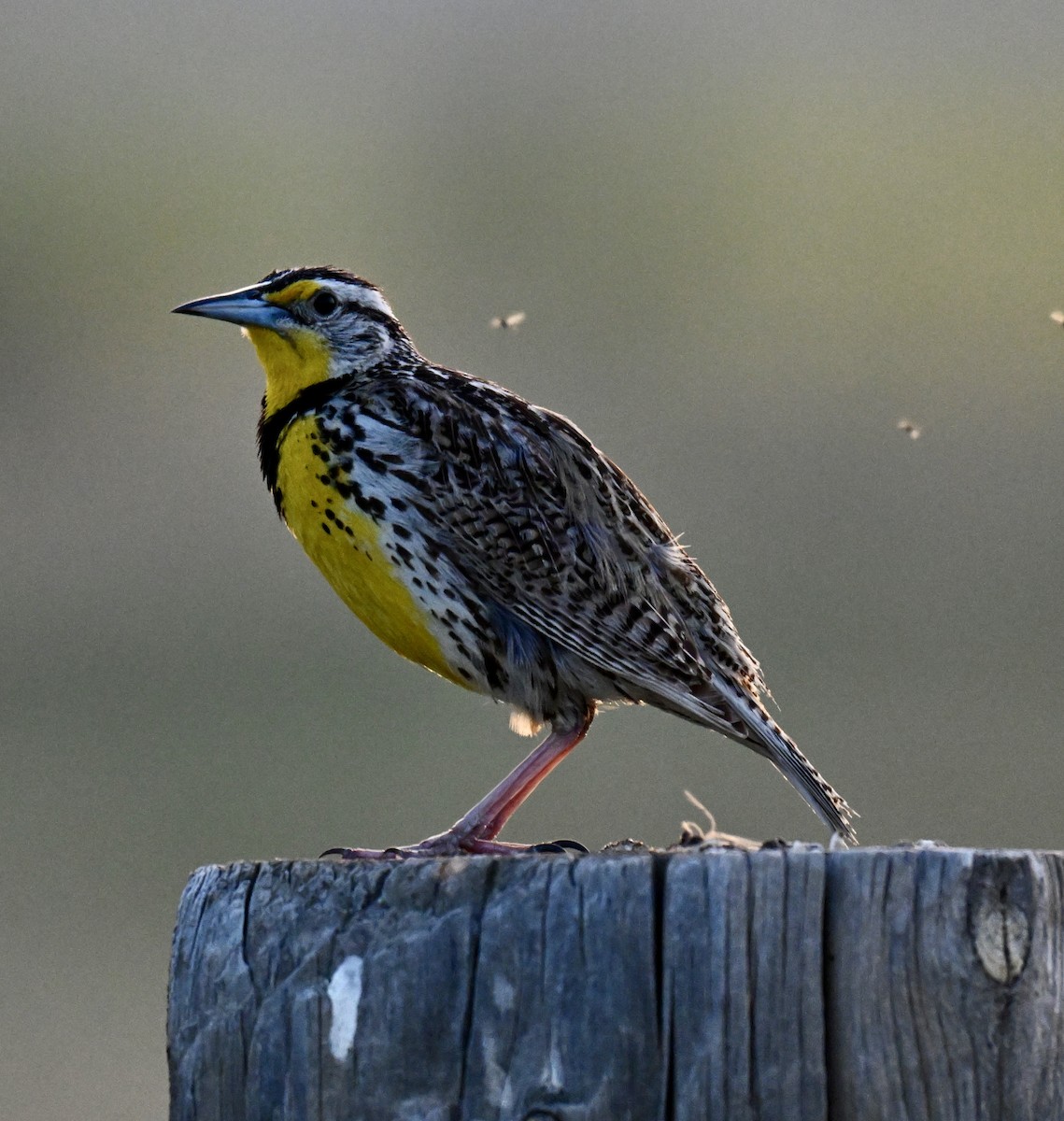 Western Meadowlark - ML636595908