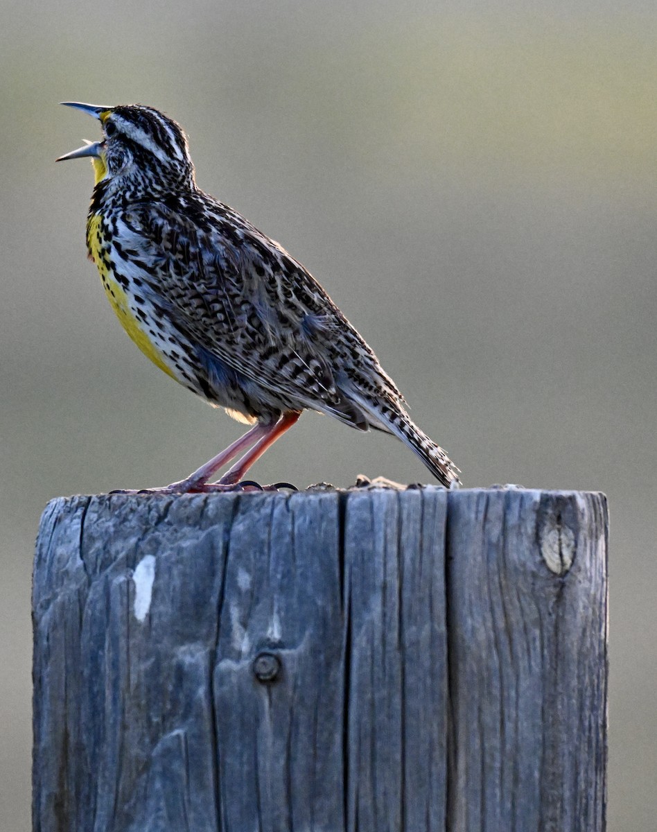 Western Meadowlark - ML636595909