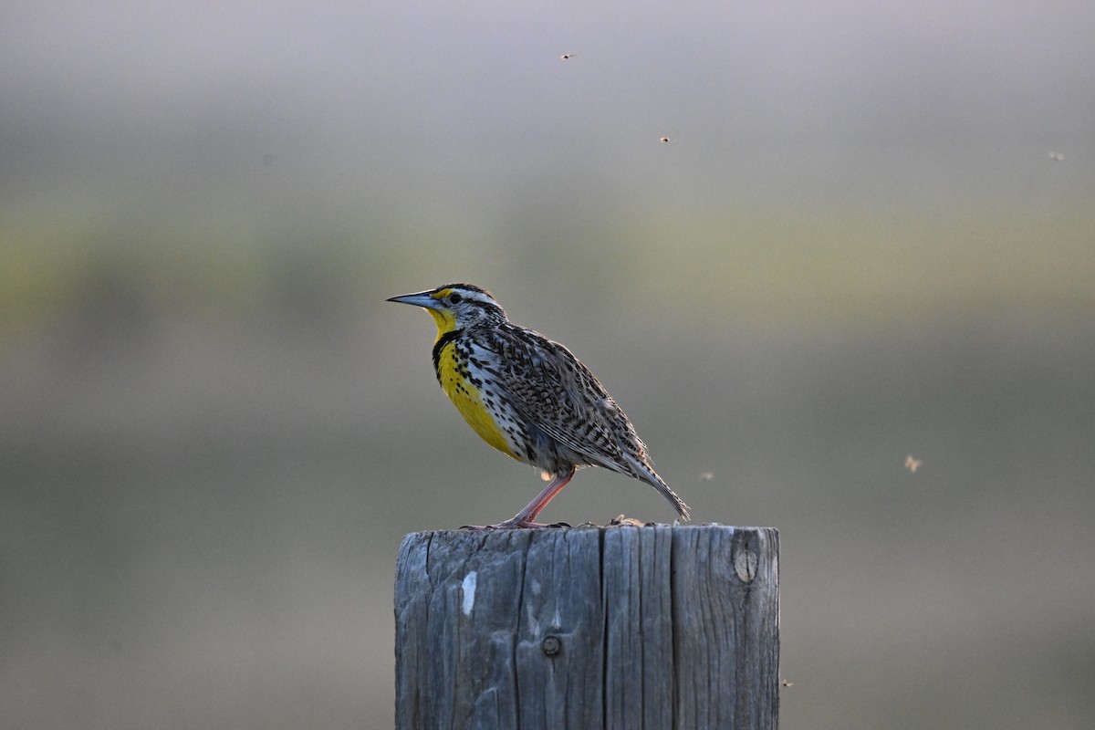 Western Meadowlark - ML636595910