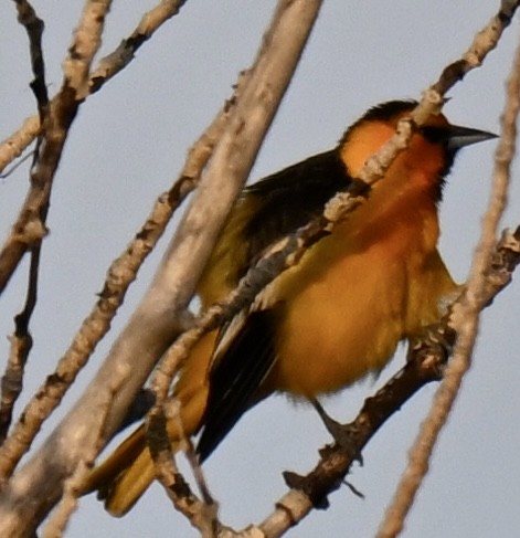 Bullock's Oriole - ML636595944