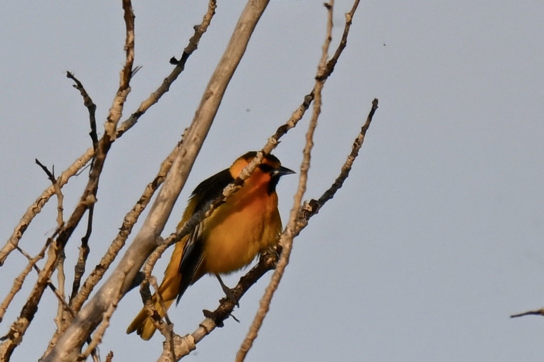 Bullock's Oriole - ML636595945