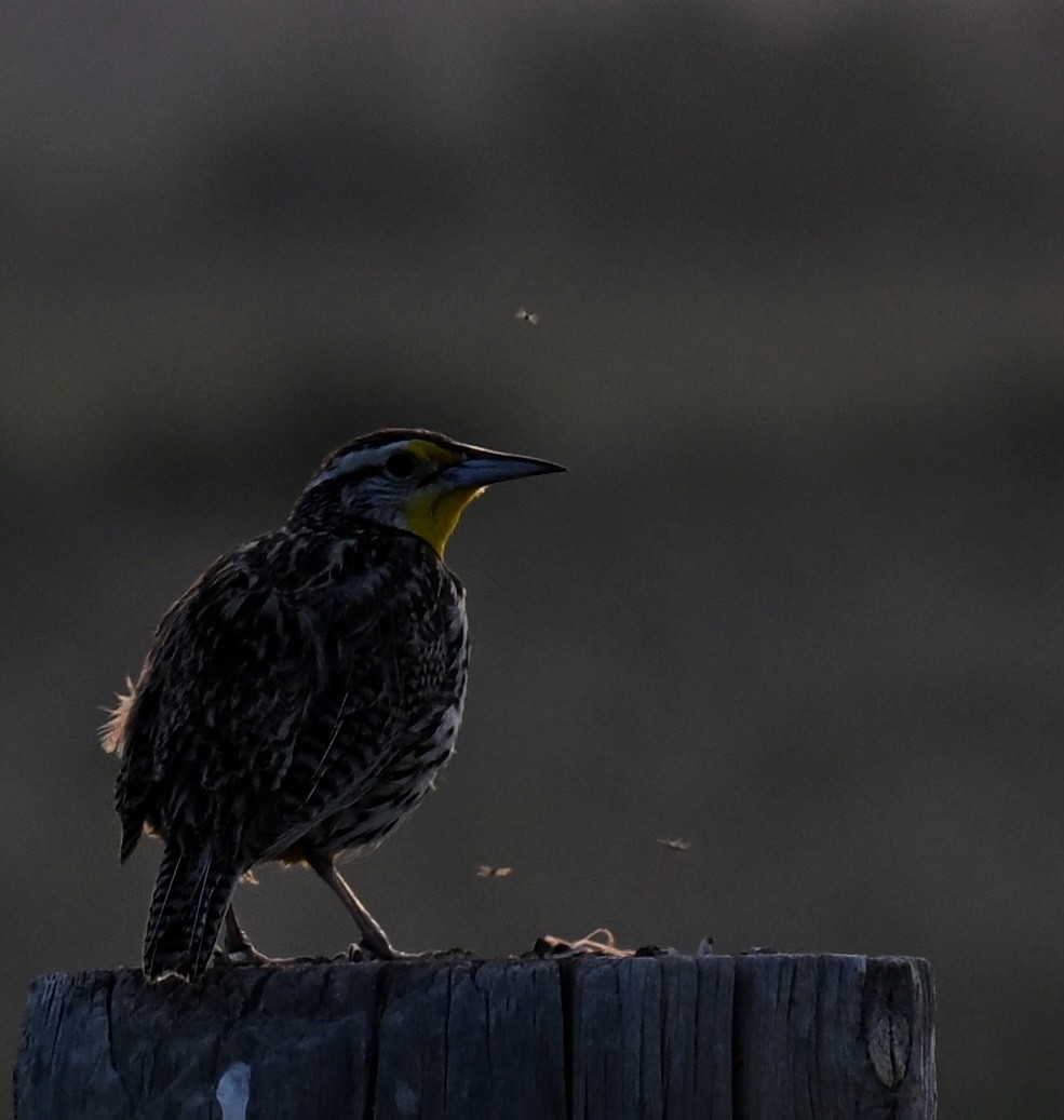 Western Meadowlark - ML636595955