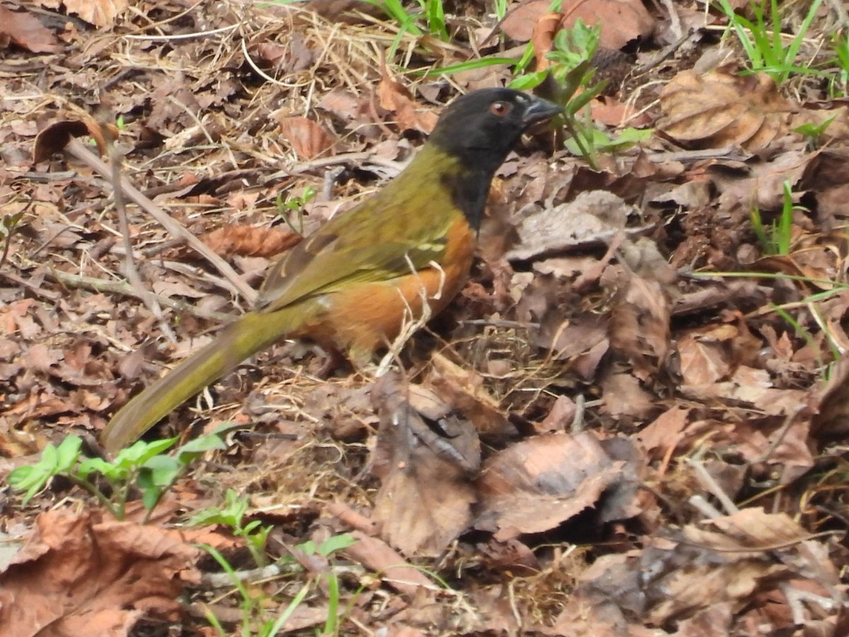 Spotted Towhee (Olive-backed) - ML636595990