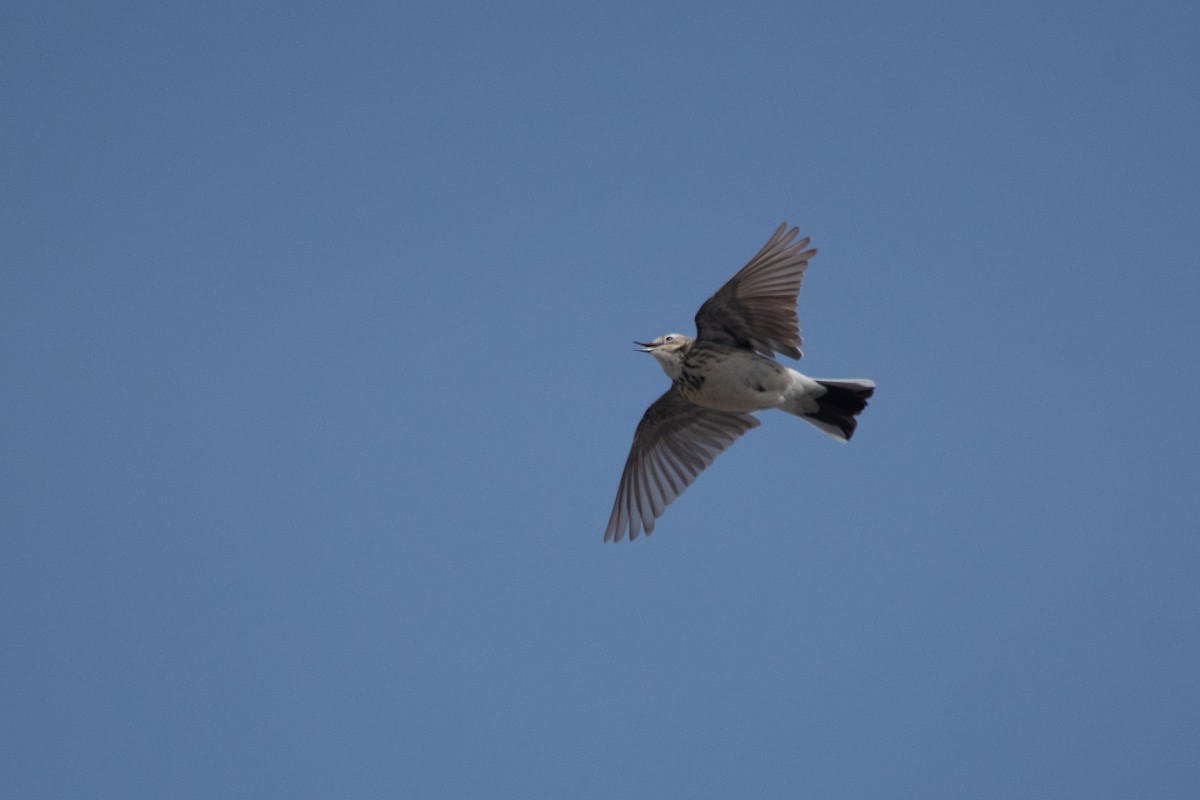 American Pipit - ML636596072
