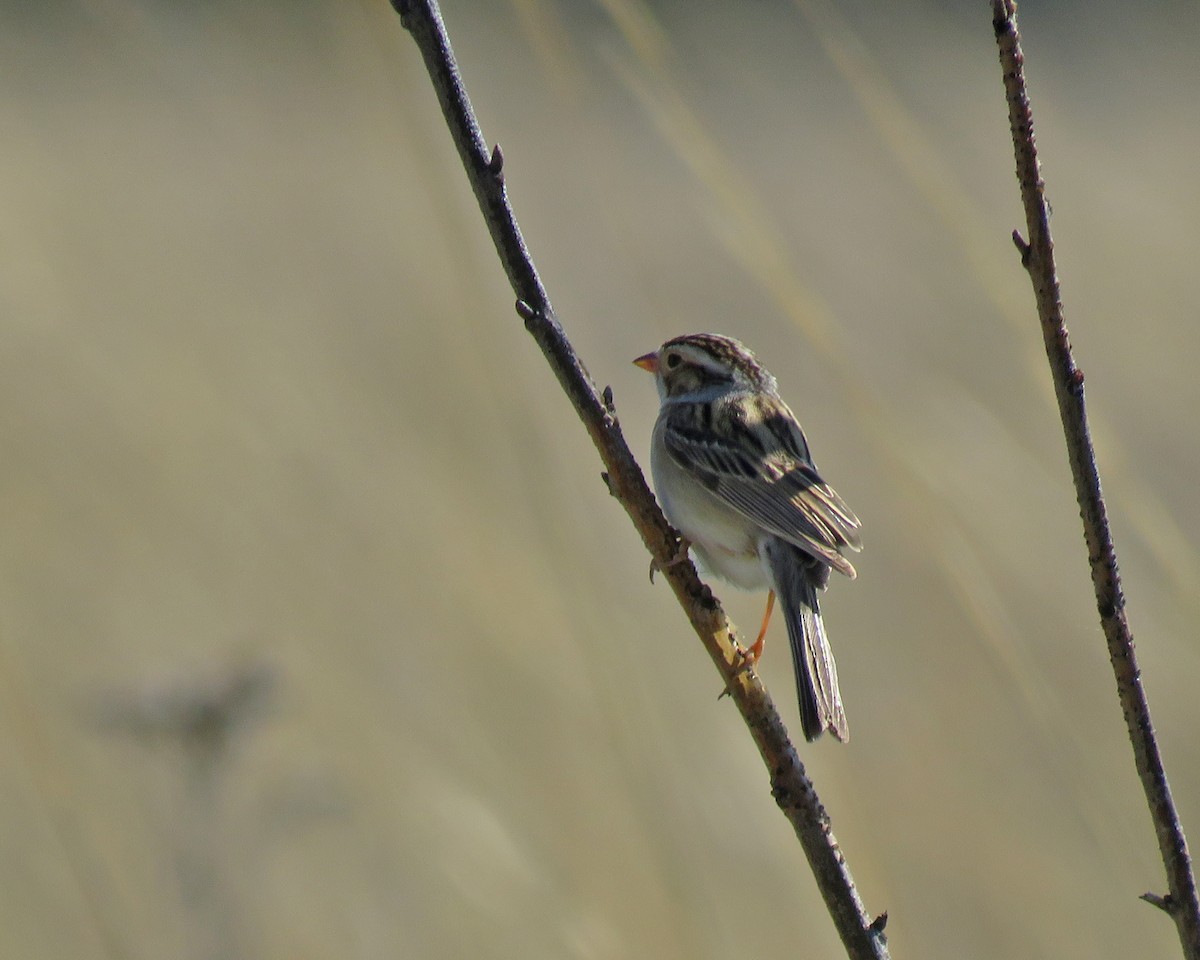Clay-colored Sparrow - ML636596099
