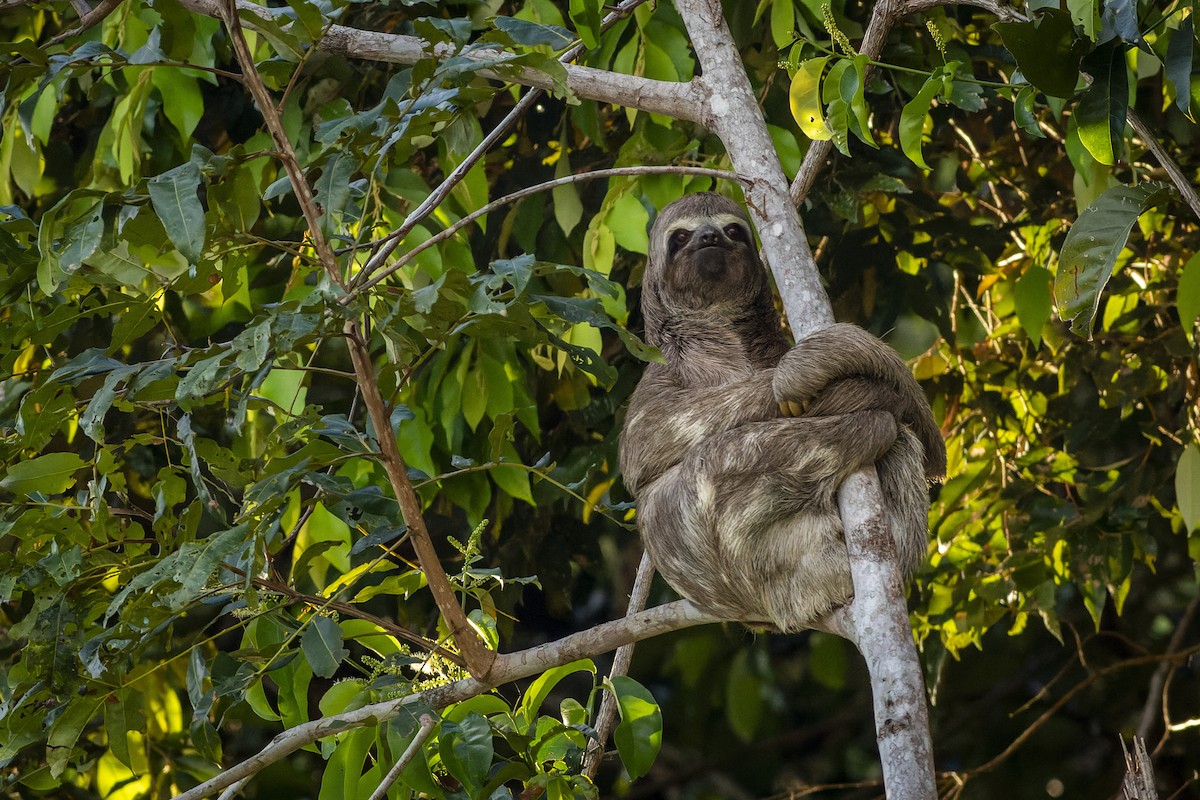 Brown-throated Three-toed Sloth - ML636596101