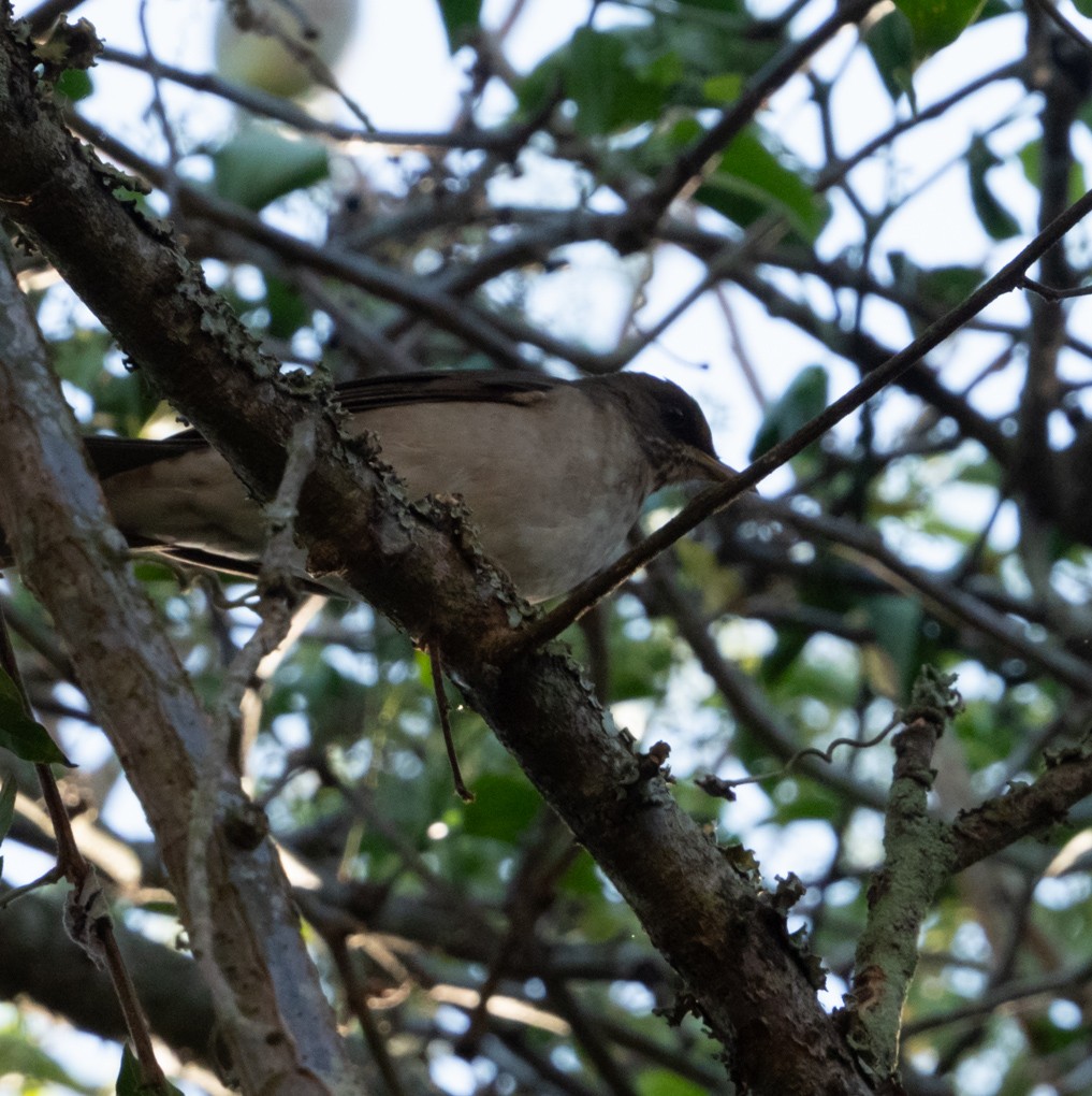 Creamy-bellied Thrush - ML636596706