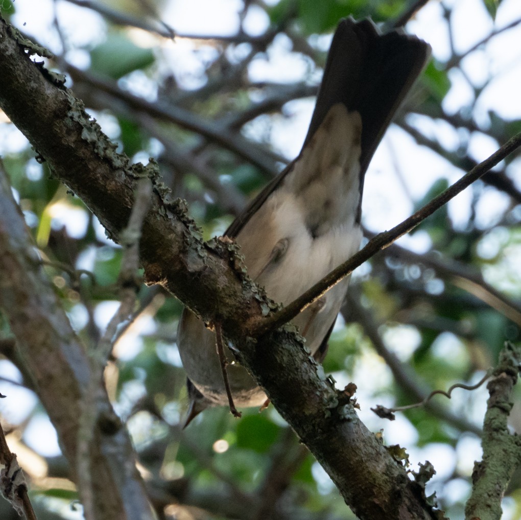 Creamy-bellied Thrush - ML636596707