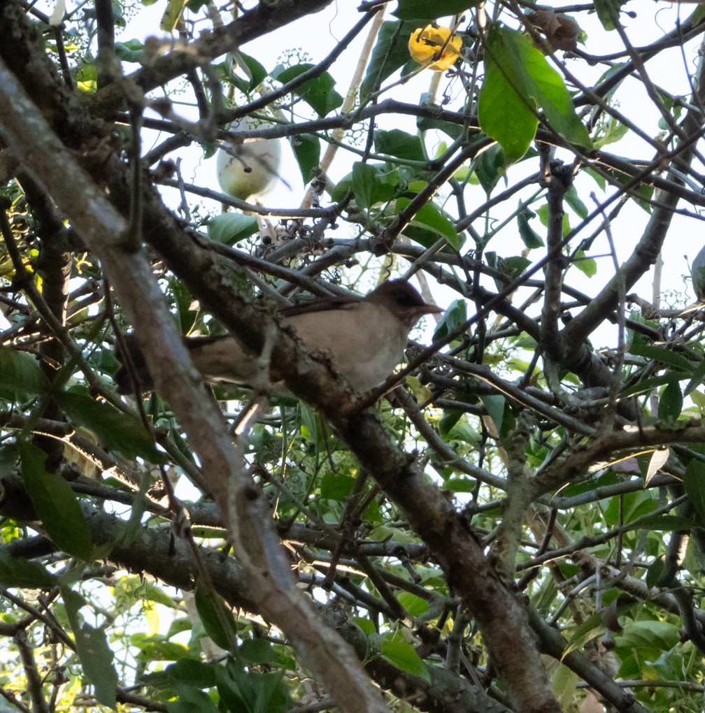 Creamy-bellied Thrush - ML636596708