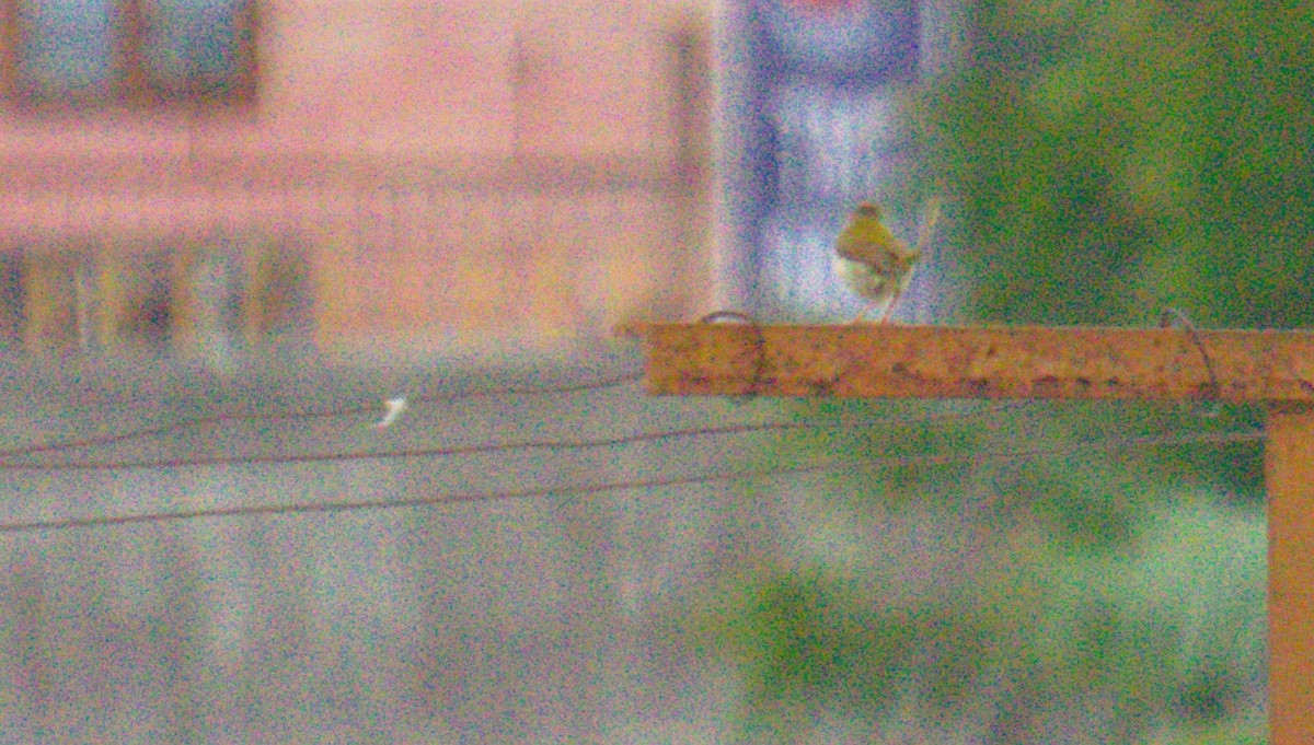 Common Tailorbird - ML636596785