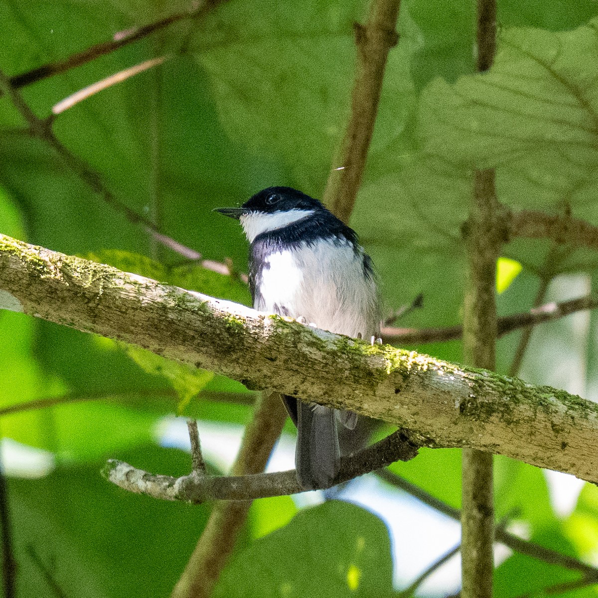 Northern Fantail (Timor) - ML636596980