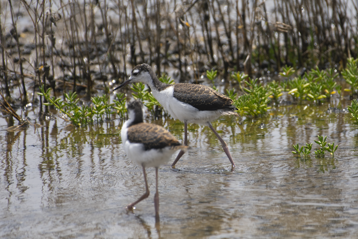 Black-necked Stilt - ML636597007