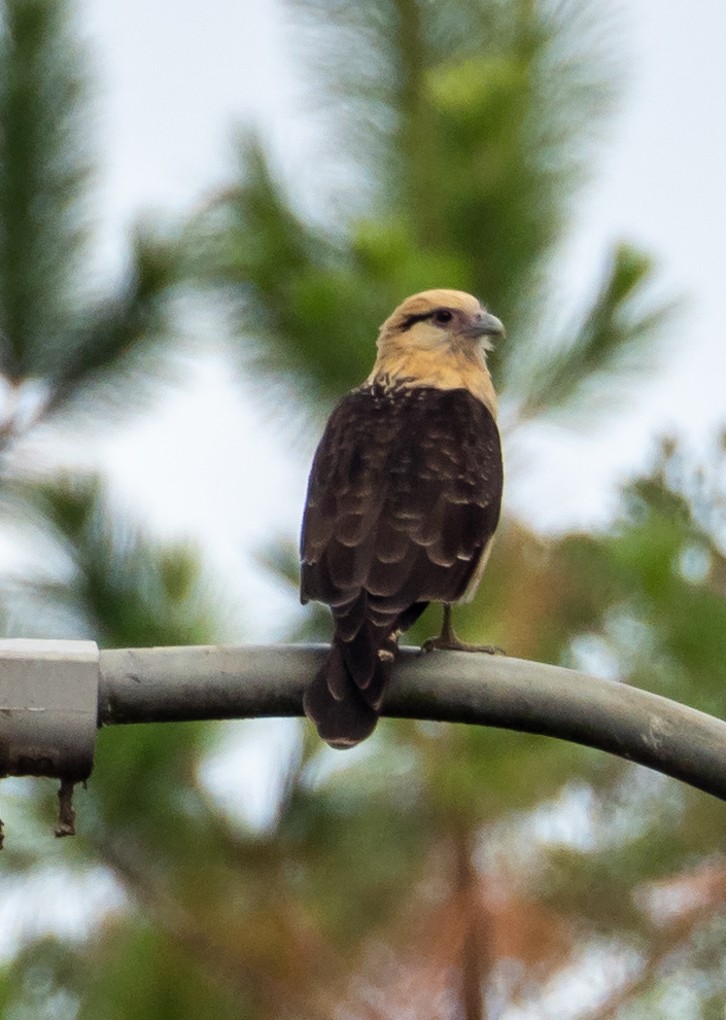 Yellow-headed Caracara - ML636597041
