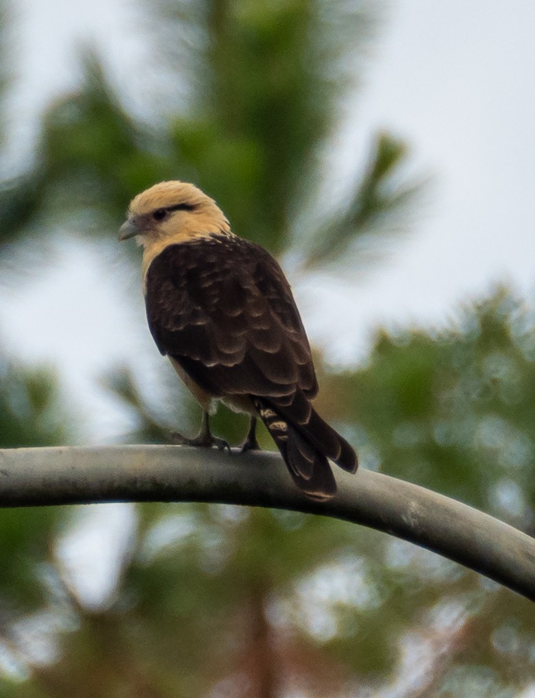 Yellow-headed Caracara - ML636597042