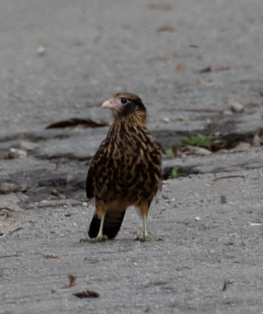 Yellow-headed Caracara - ML636597044