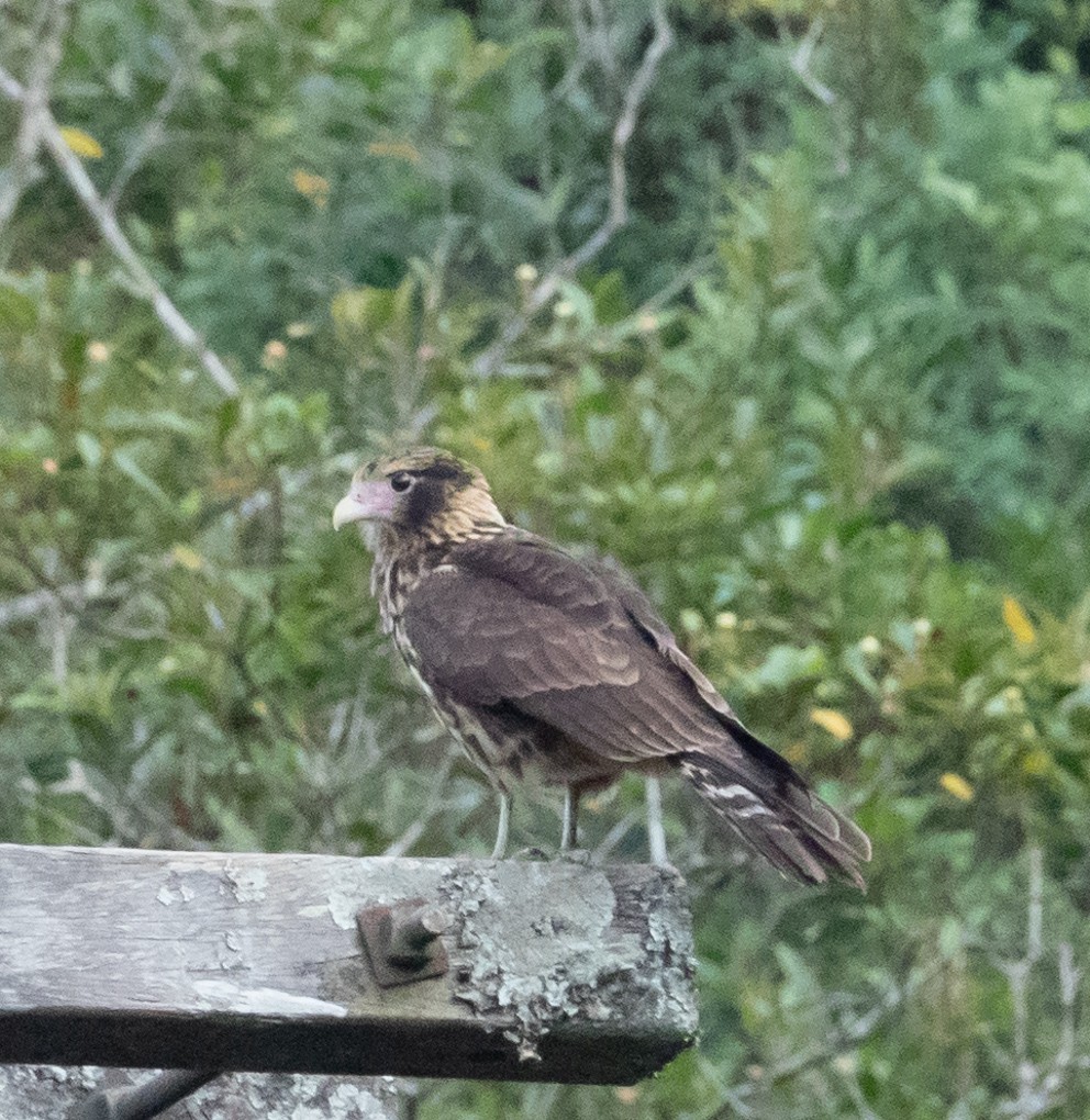Yellow-headed Caracara - ML636597045