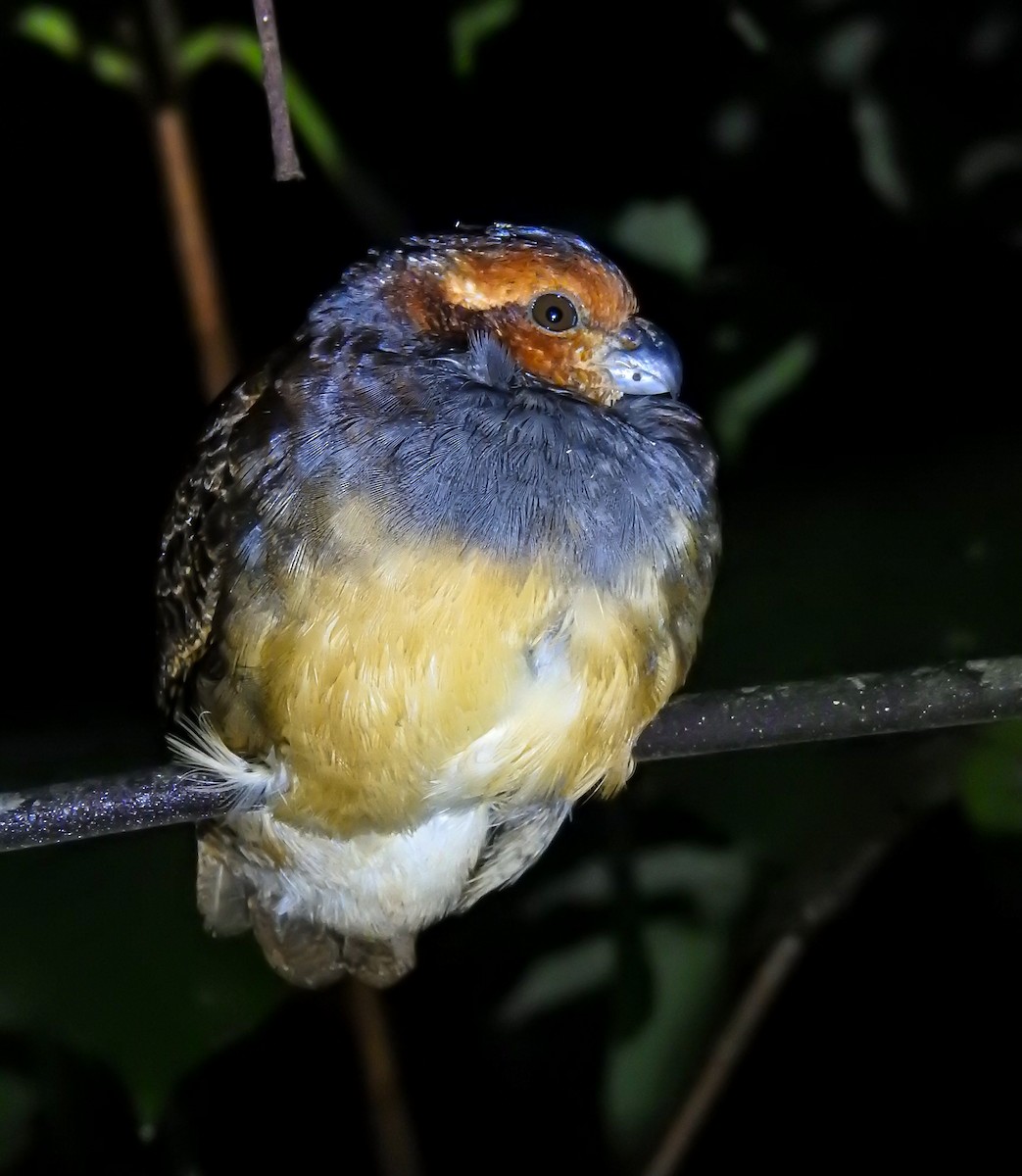 Tawny-faced Quail - ML636597056