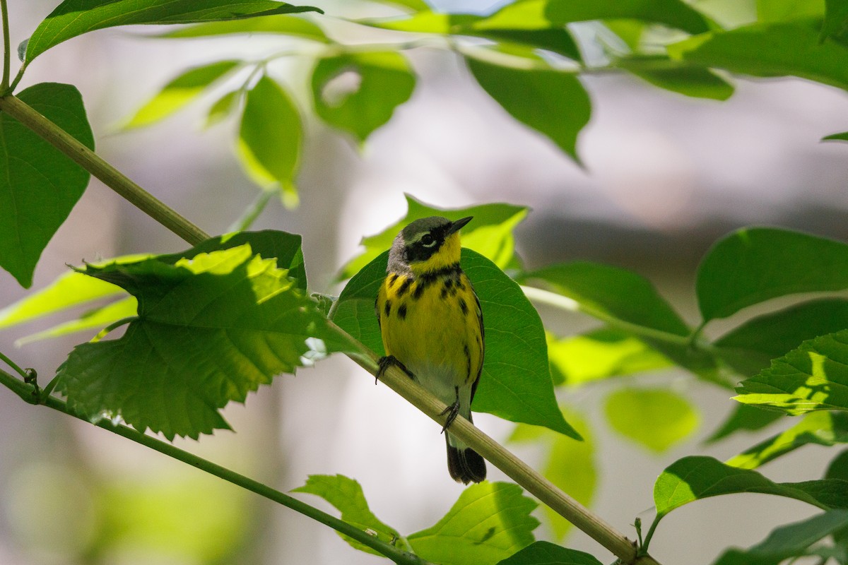 Magnolia Warbler - ML636597071