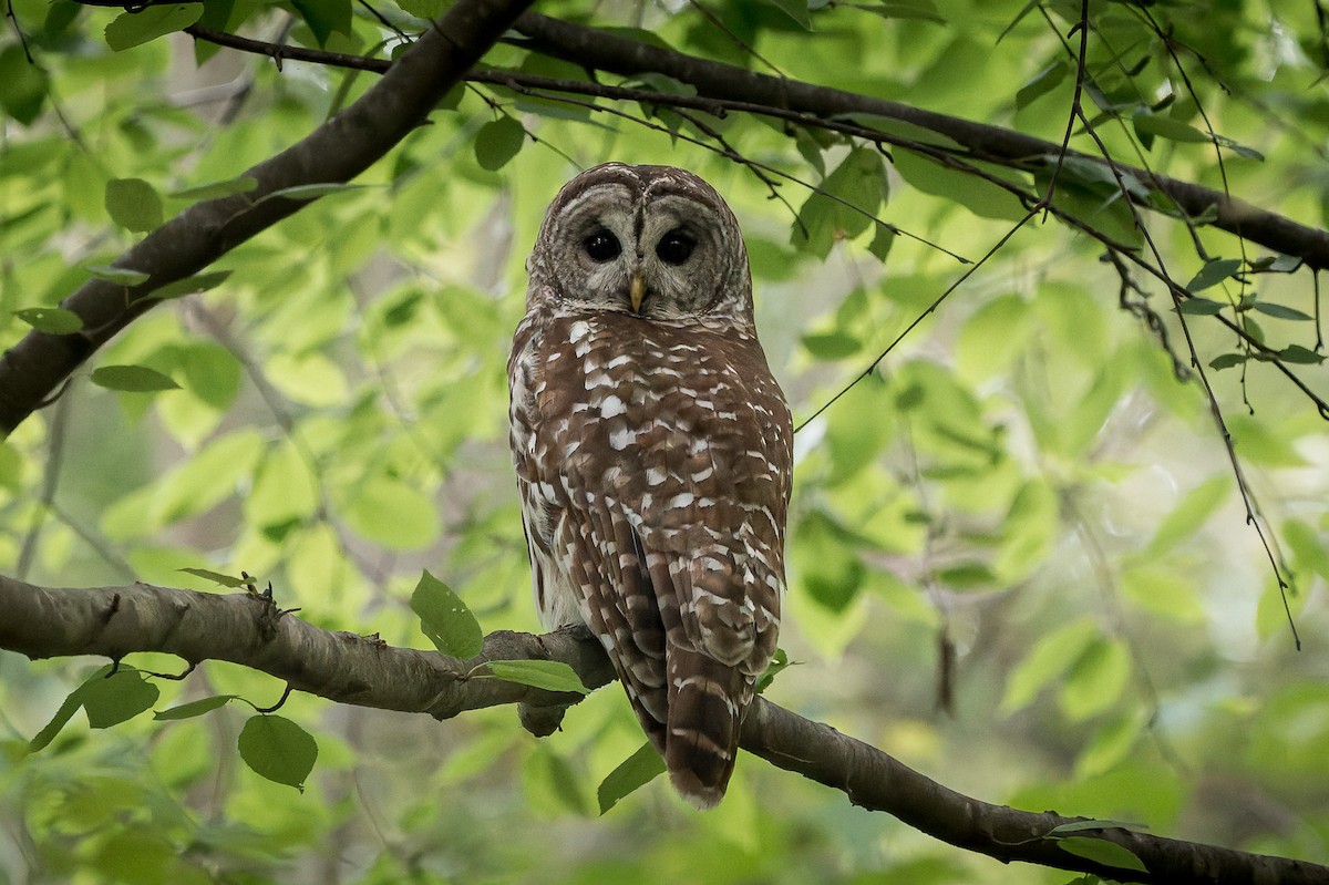 Barred Owl - ML636597099