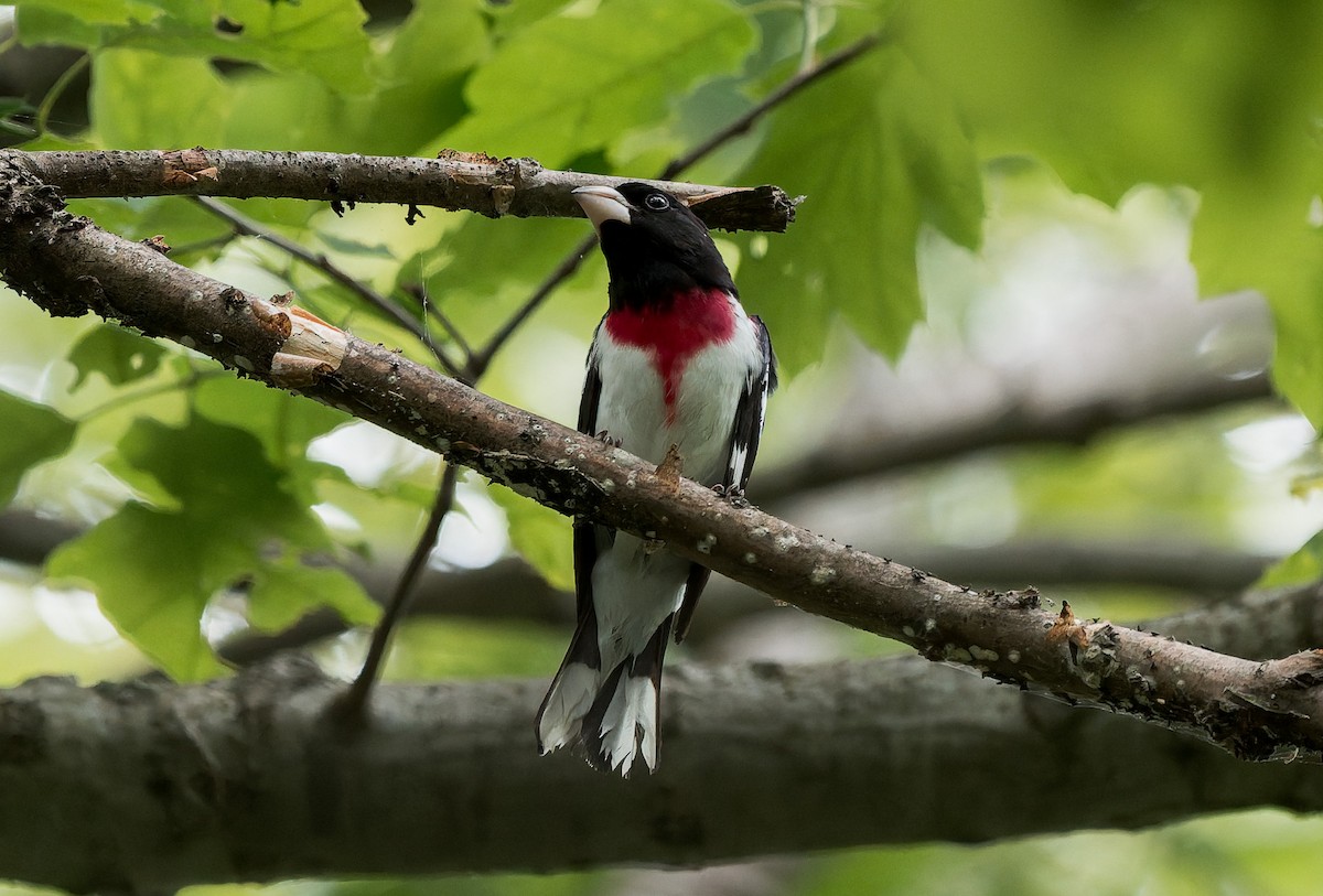 Rose-breasted Grosbeak - ML636597103