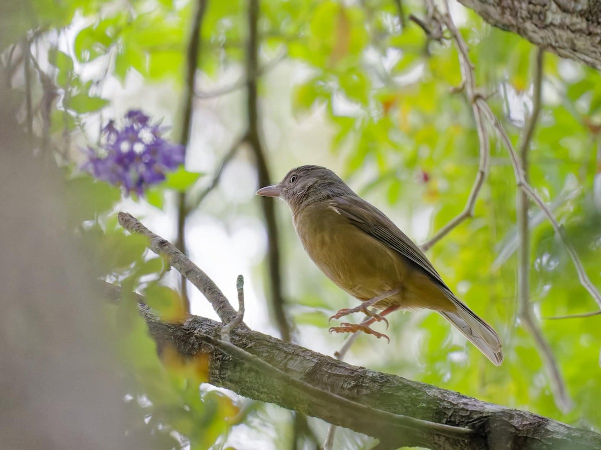 Rufous Shrikethrush - ML636597155