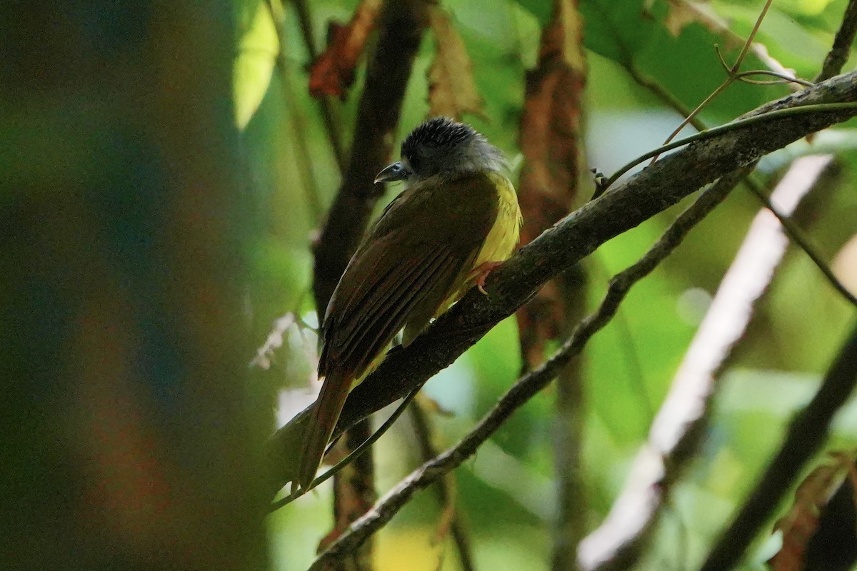 Yellow-bellied Bulbul - ML636597218