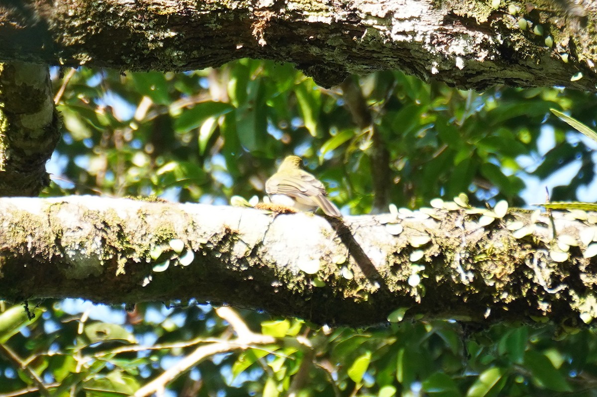 Streaked Bulbul - ML636597226