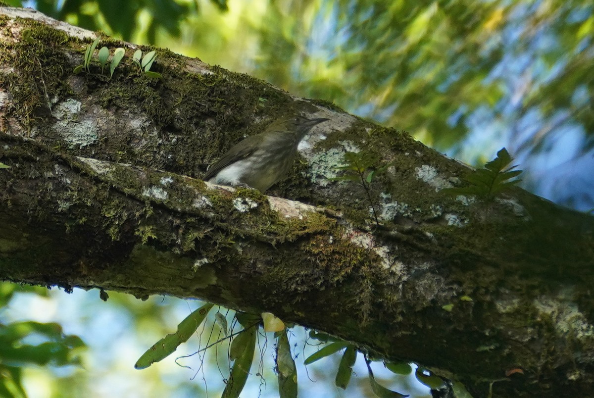 Streaked Bulbul - ML636597227