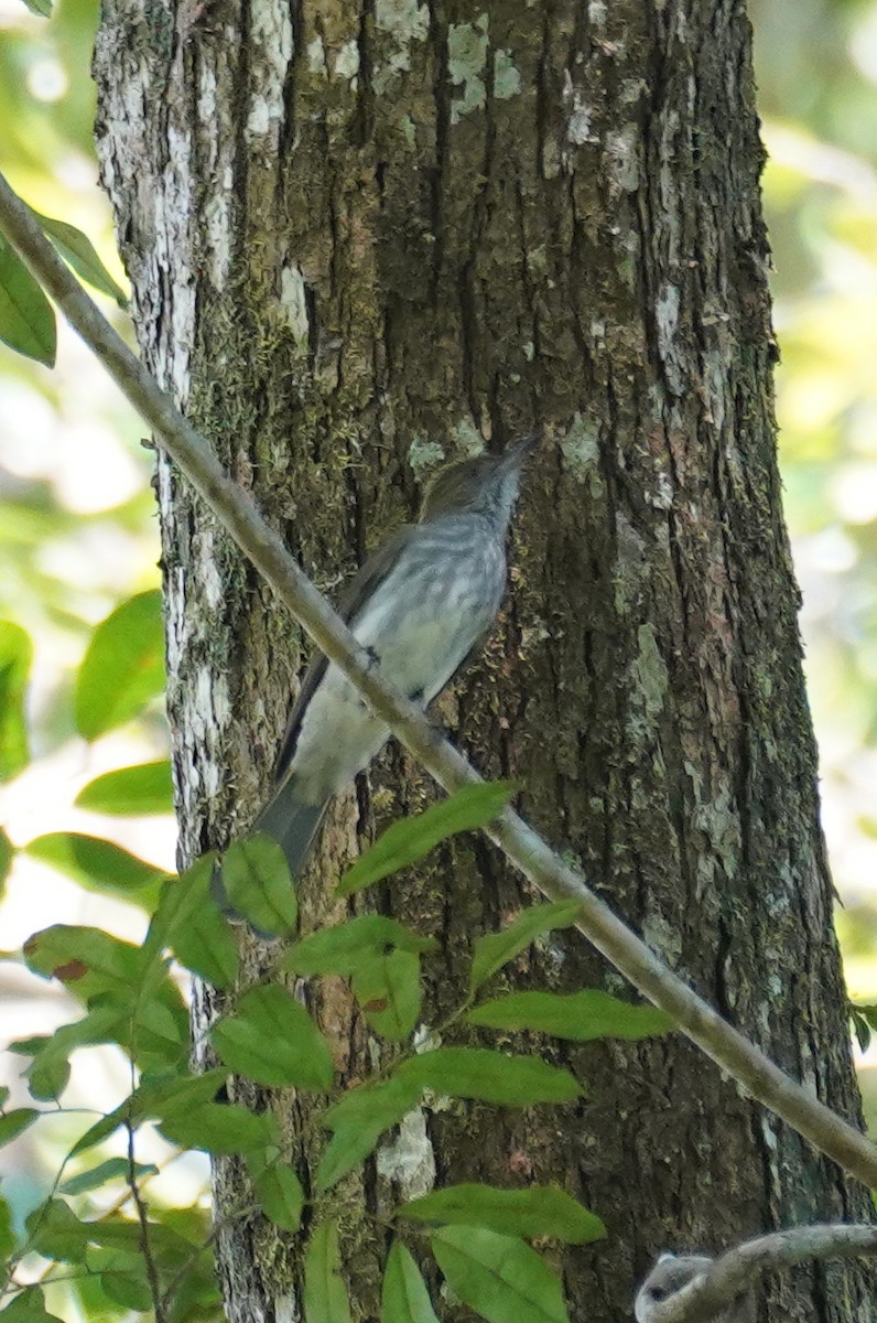 Streaked Bulbul - ML636597228