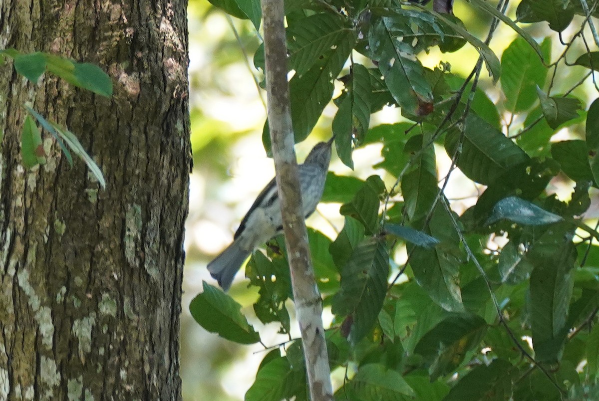 Streaked Bulbul - ML636597229