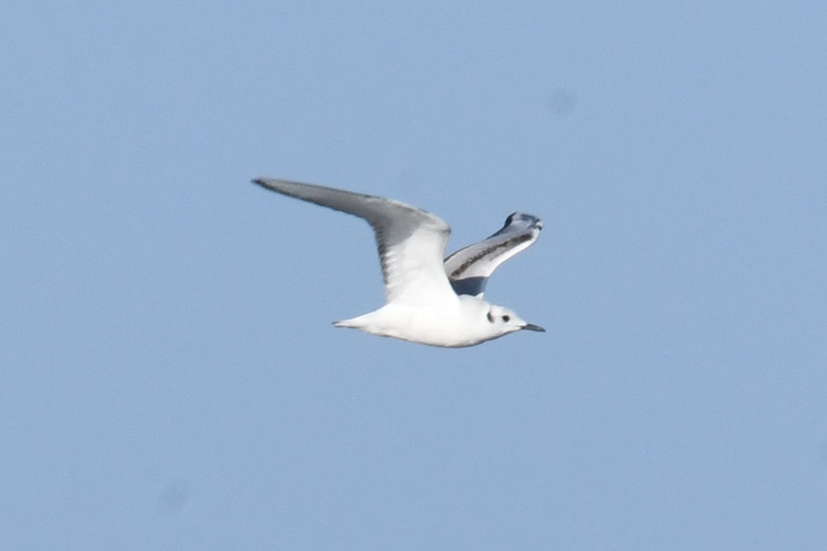 Mouette de Bonaparte - ML636597231
