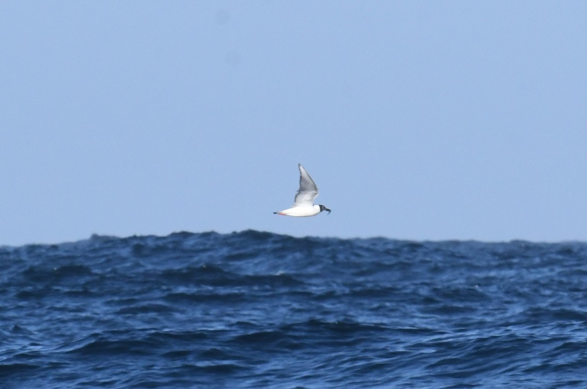 Mouette de Bonaparte - ML636597232