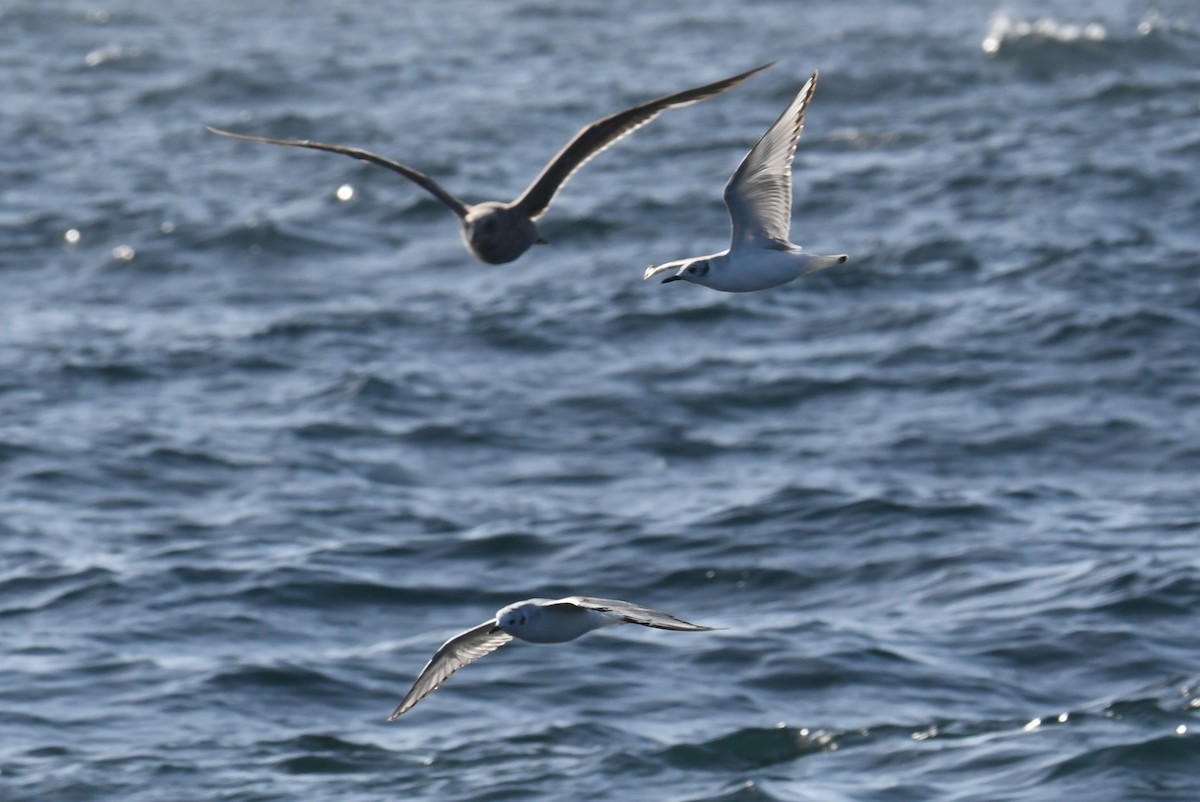 Mouette de Bonaparte - ML636597233