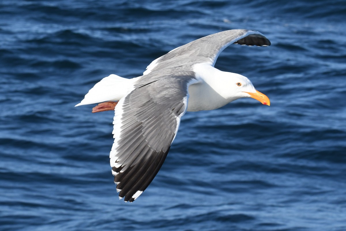 Western Gull - ML636597244