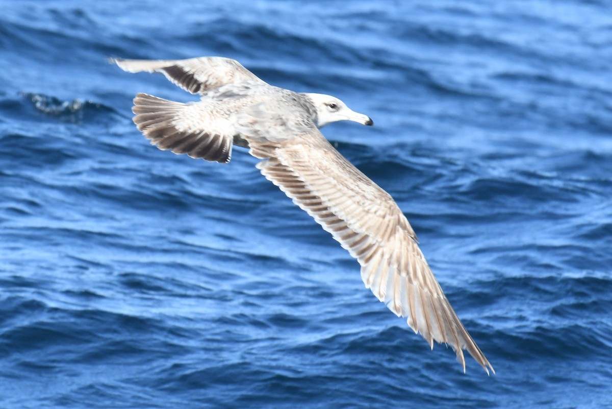 California Gull - ML636597251